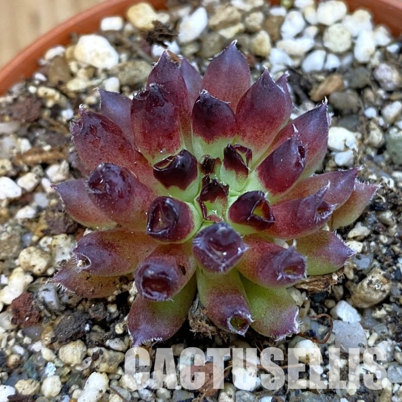 SH32571 Sempervivum tectorum ‘Oddity’ (cold-resistant)