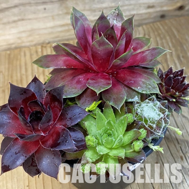 SH32572 Sempervivum mix (cold-resistant)