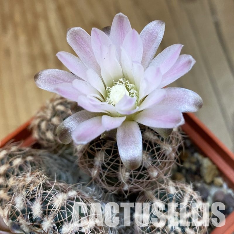 SH563 Gymnocalycium bruchii ssp. melojeri VG 272