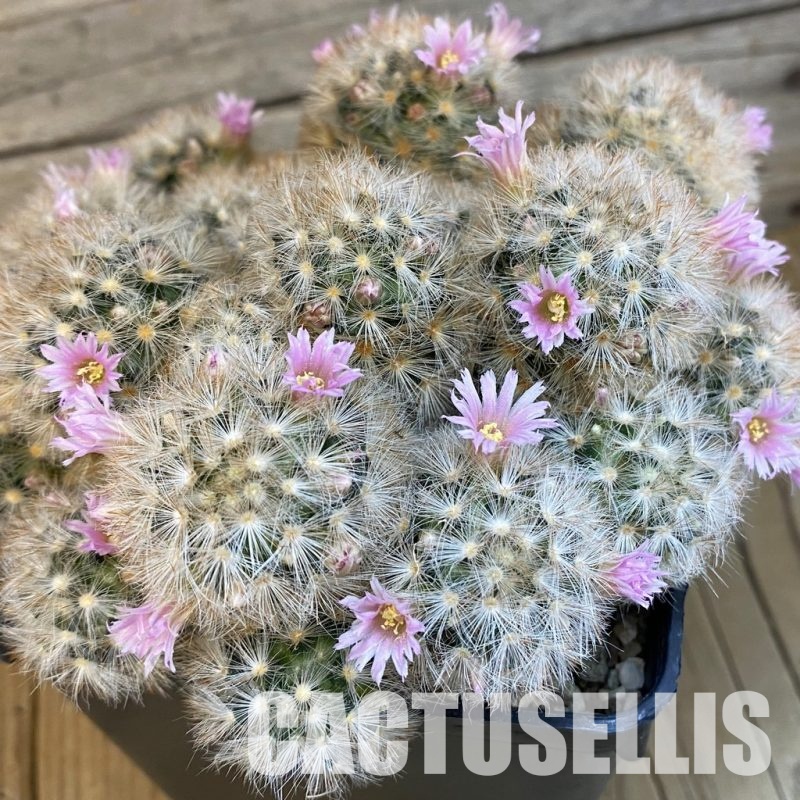 SH24067 Mammillaria carmenae