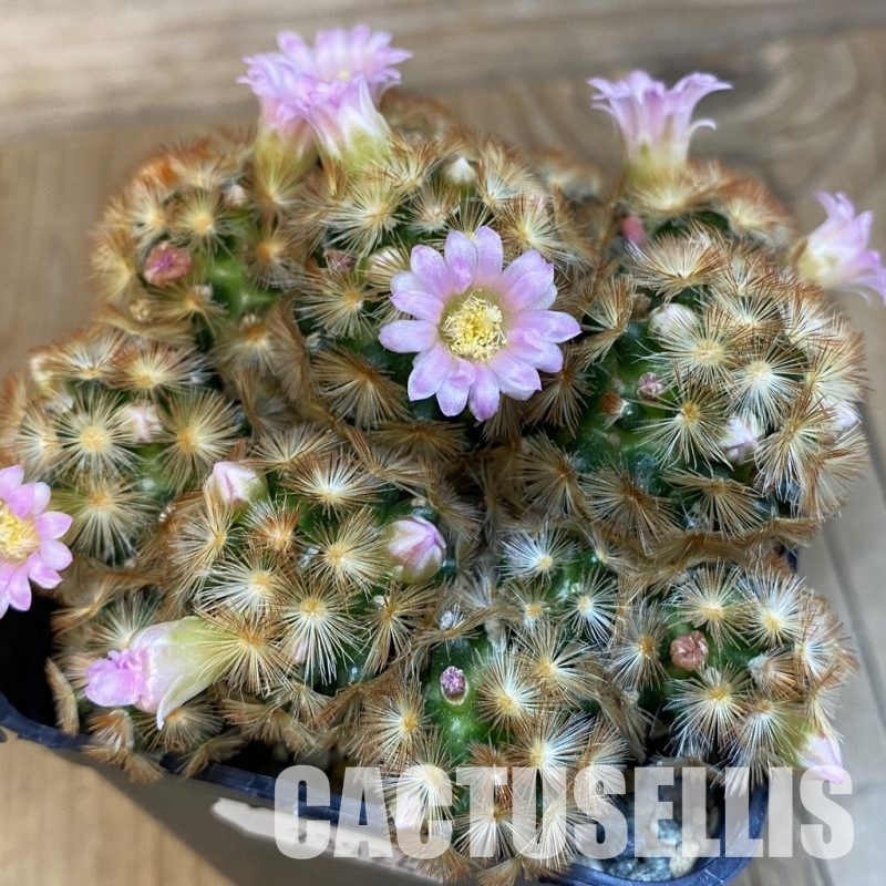 SH23924 Mammillaria carmenae ‘Buddha’ hybrid