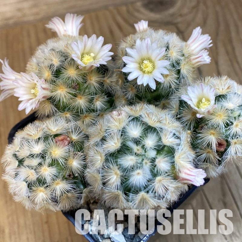 SH23700 Mammillaria carmenae ‘Buddha’ hybrid