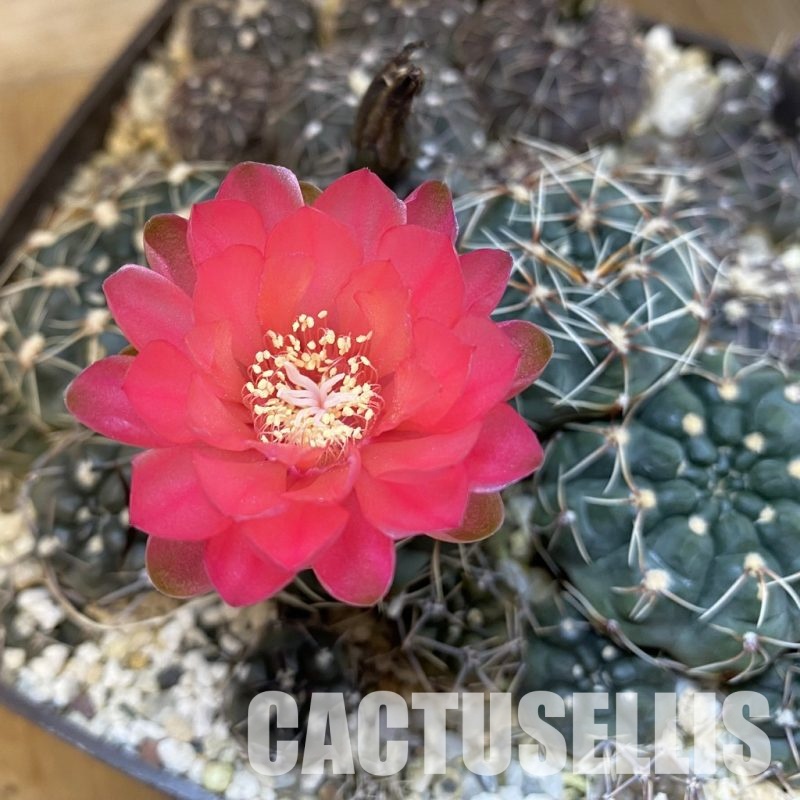 SET180 Gymnocalycium andreae x baldianum + Gymnocalycium taningaense STO 368