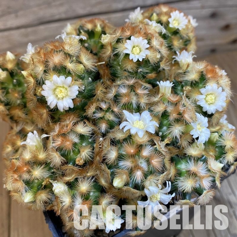 SH24069 Mammillaria carmenae