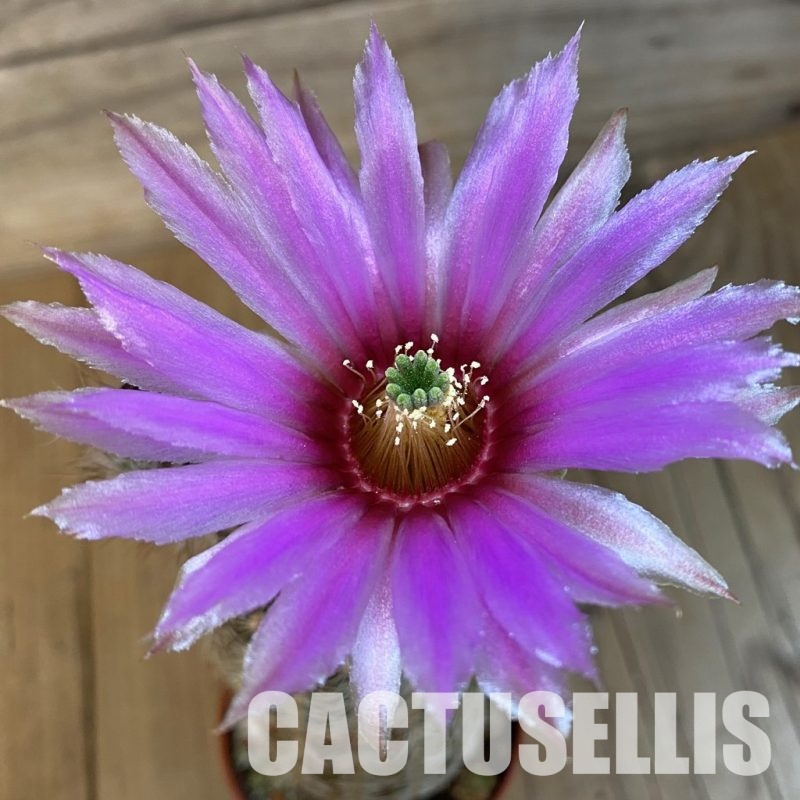 SH5180 Echinocereus reichenbachii SH