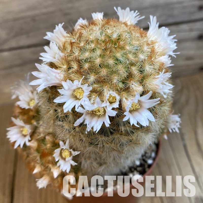 SH32522 Mammillaria carmenae v. rubrispina