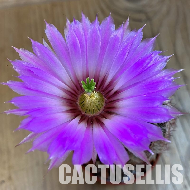 SH28506 Echinocereus reichenbachii