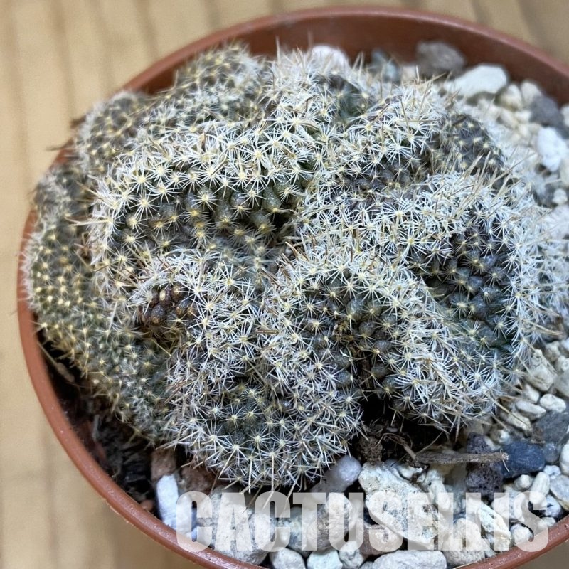 SH32530 Mammillaria perbella f. cristata