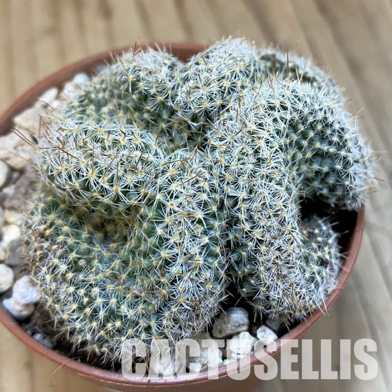 SH32531 Mammillaria perbella f. cristata