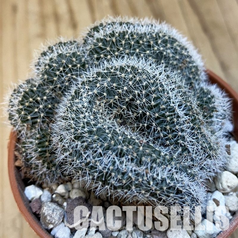 SH32532 Lobivia densispina f. cristata