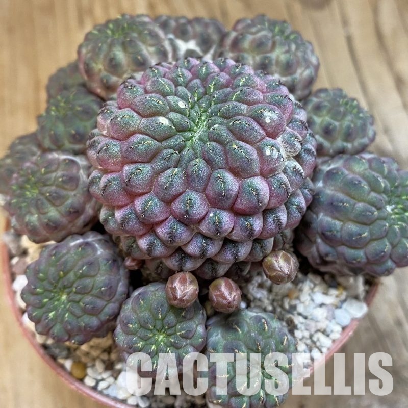 SH32533 Sulcorebutia rauschii