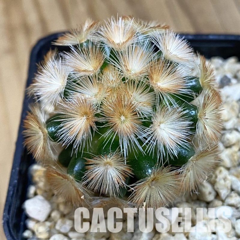 SH32534 Mammillaria carmenae hybrid