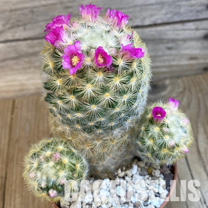 SH32523 Mammillaria carmenae v. rubrispina