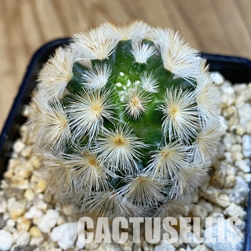 SH32535 Mammillaria carmenae hybrid