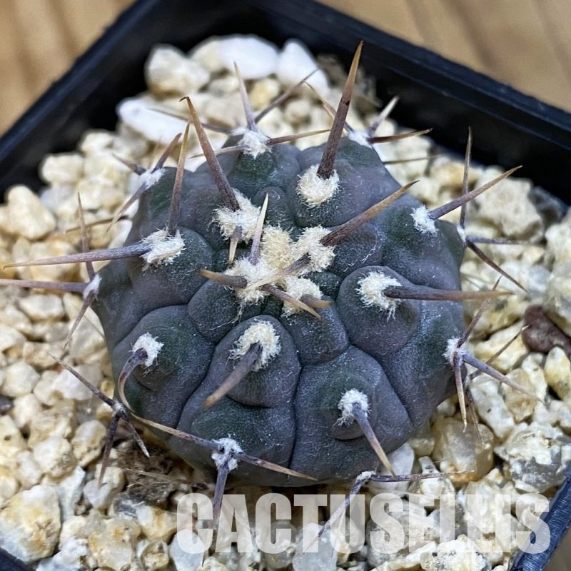 SH32536 Gymnocalycium vatteri -Long spines-