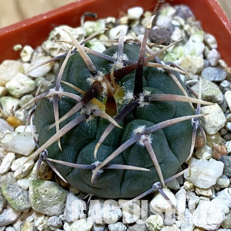 SH32537 Gymnocalycium vatteri