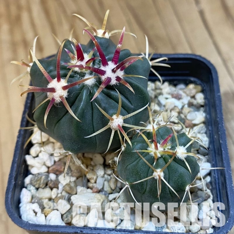 SH32538 Ferocactus latispinus, 2 plants