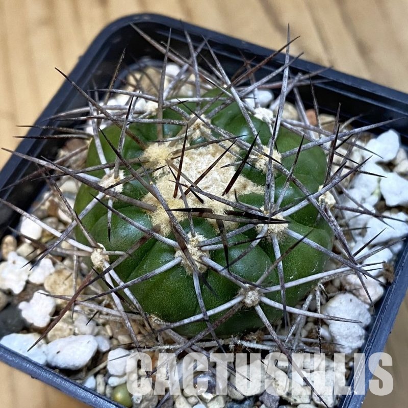 SH32539 Discocactus lindaianus E9, own roots