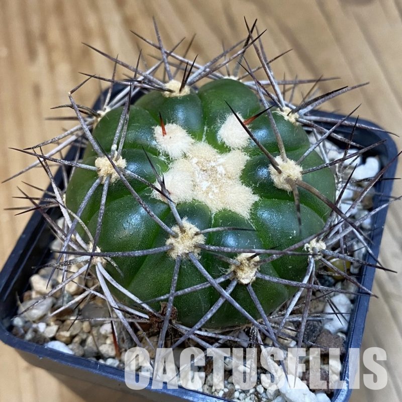 SH32540 Discocactus lindaianus E9, own roots