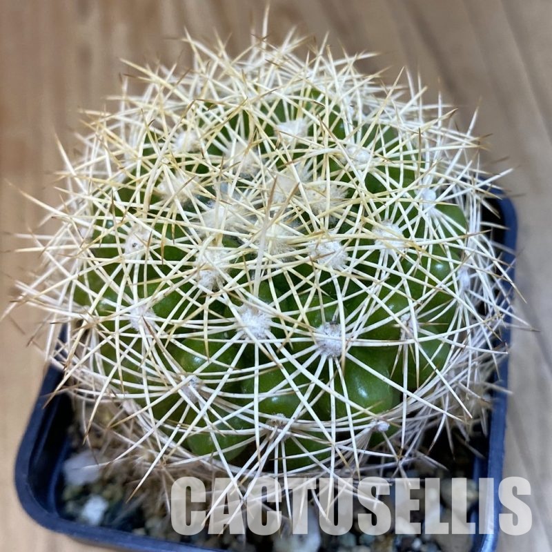 SH32541 Discocactus araneispinus, seedling