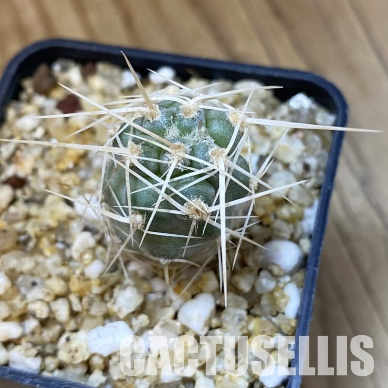 SH32624 Tephrocactus fiambalensis, seedling