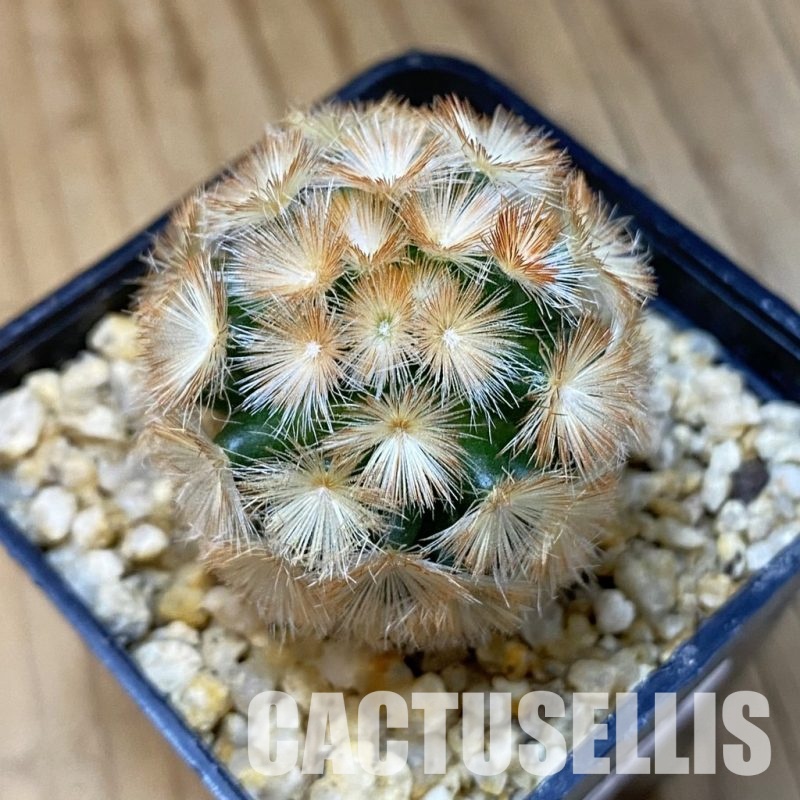 SH32625 Mammillaria carmenae hybrid