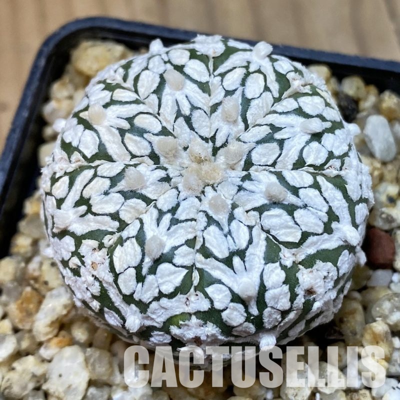SH32594 Astrophytum asterias ‘Super Kabuto’ V-type