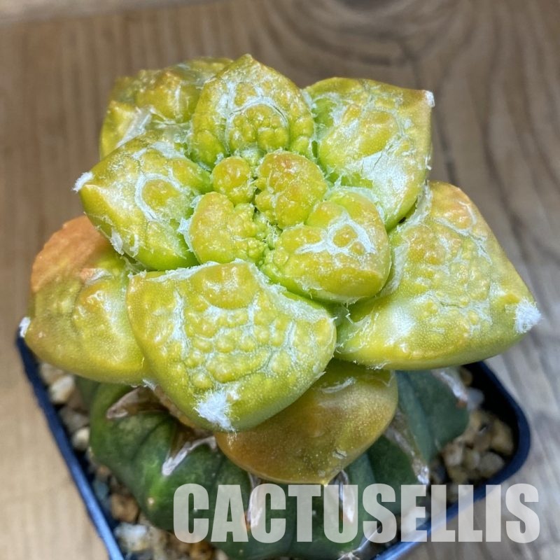 SH32627 Ariocarpus fissuratus 'Godzilla' f. variegata, grafted