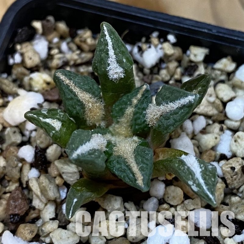 SH32628 Ariocarpus kotschoubeyanus v. elephantidens x Ariocarpus fissuratus ‘Godzilla’, own roots seedling