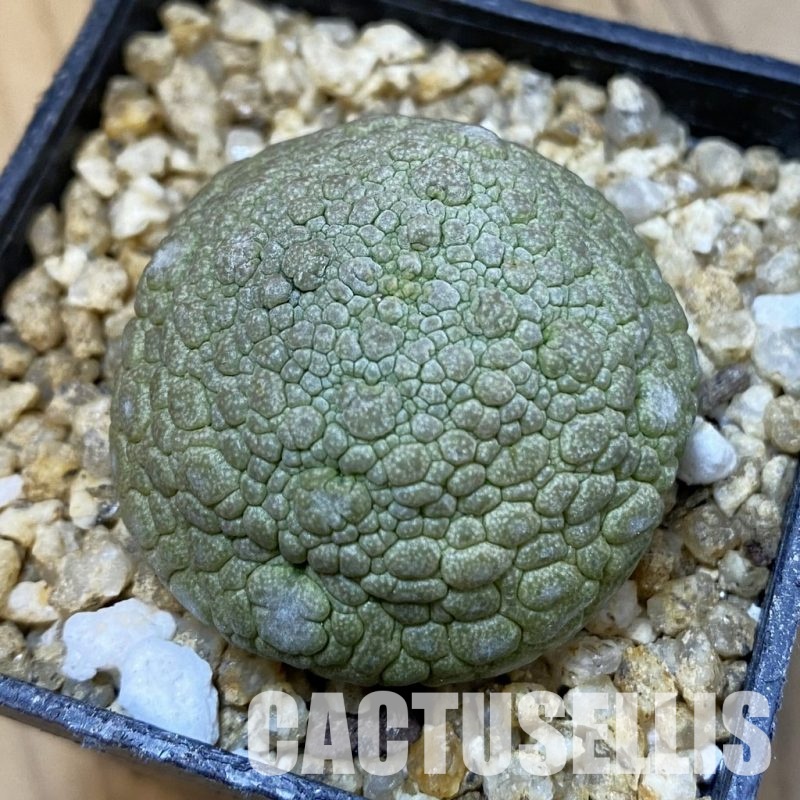 SH32631 Pseudolithos migiurtinus