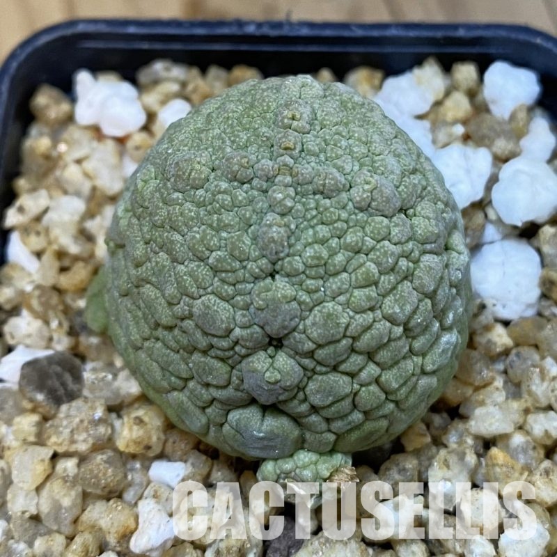 SH32632 Pseudolithos migiurtinus