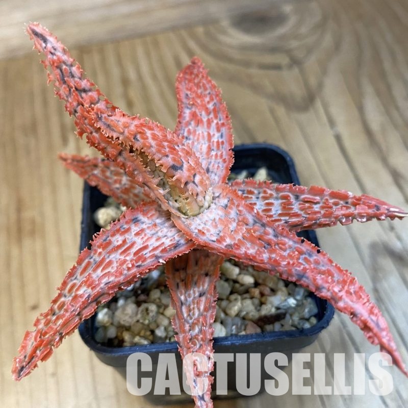 SH32633 Aloe TCT hybrid