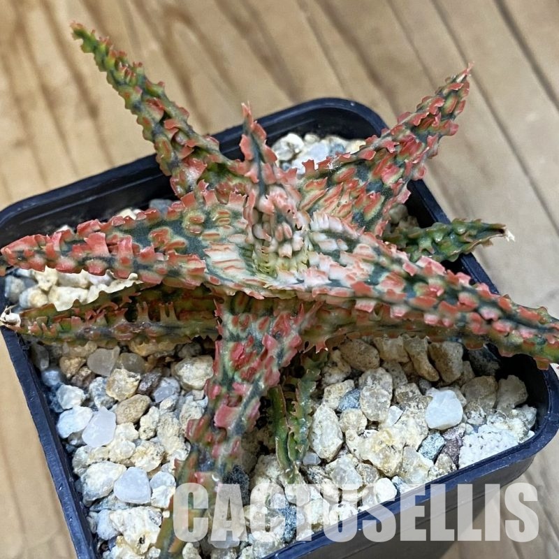 SH32634 Aloe TCT hybrid
