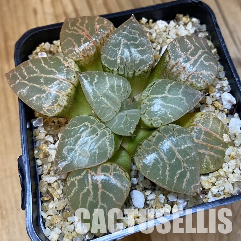 SH32635 Haworthia comptoniana 'Crystal'