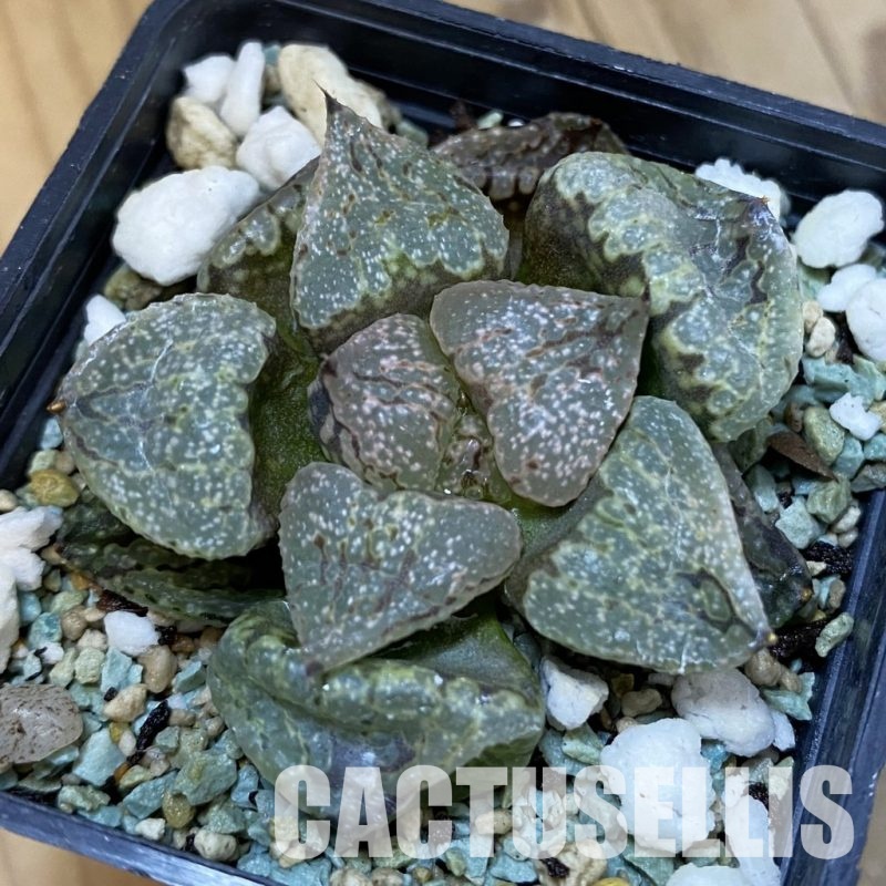 SH32636 Haworthia emelyae mutant