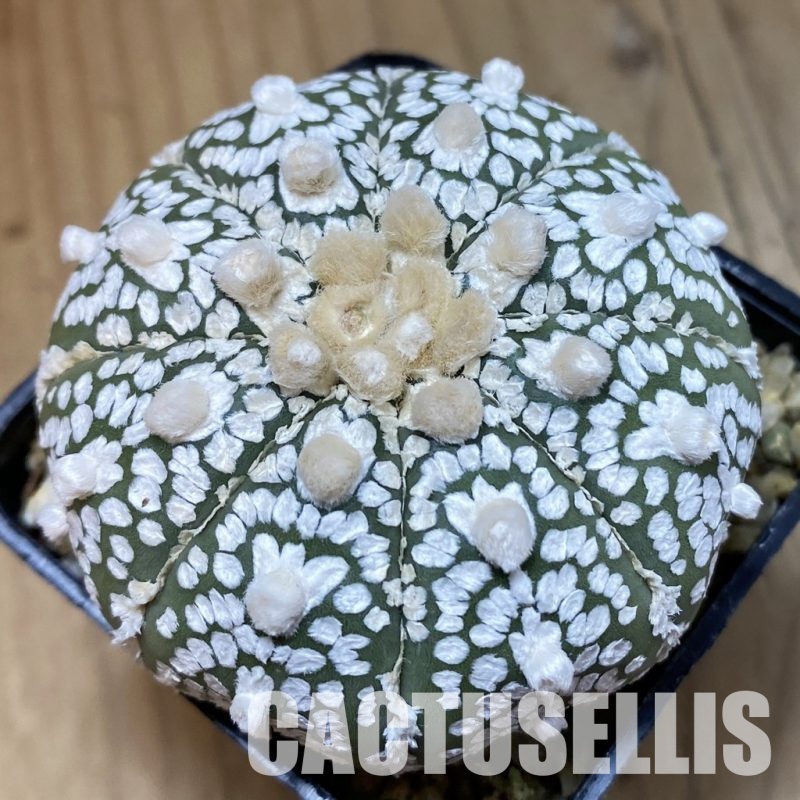 SH32595 Astrophytum asterias ‘Super Kabuto’ V-type