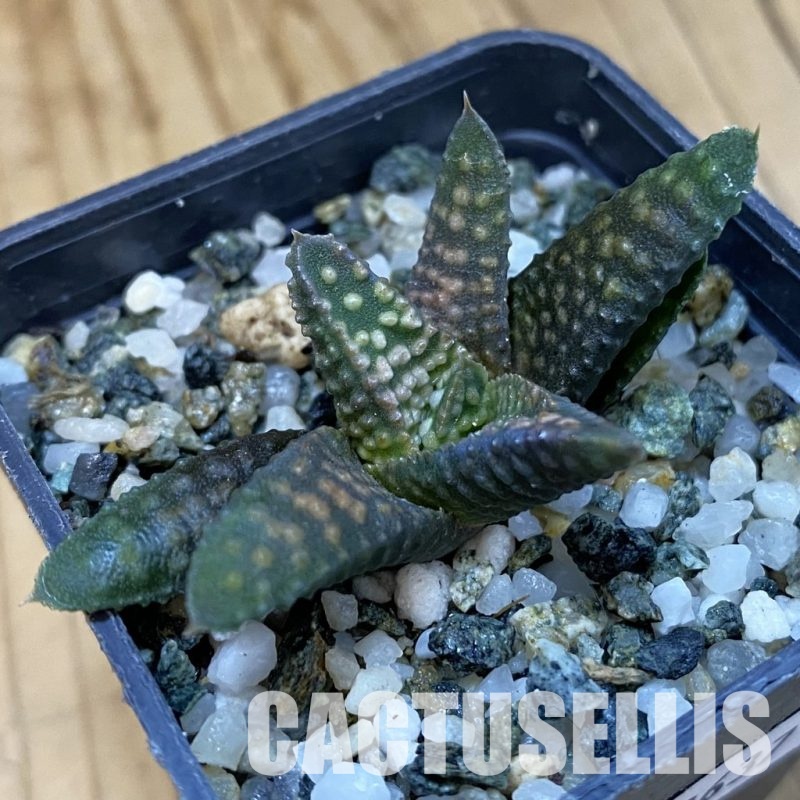 SH32637 Haworthia pumila x koelmaniorum