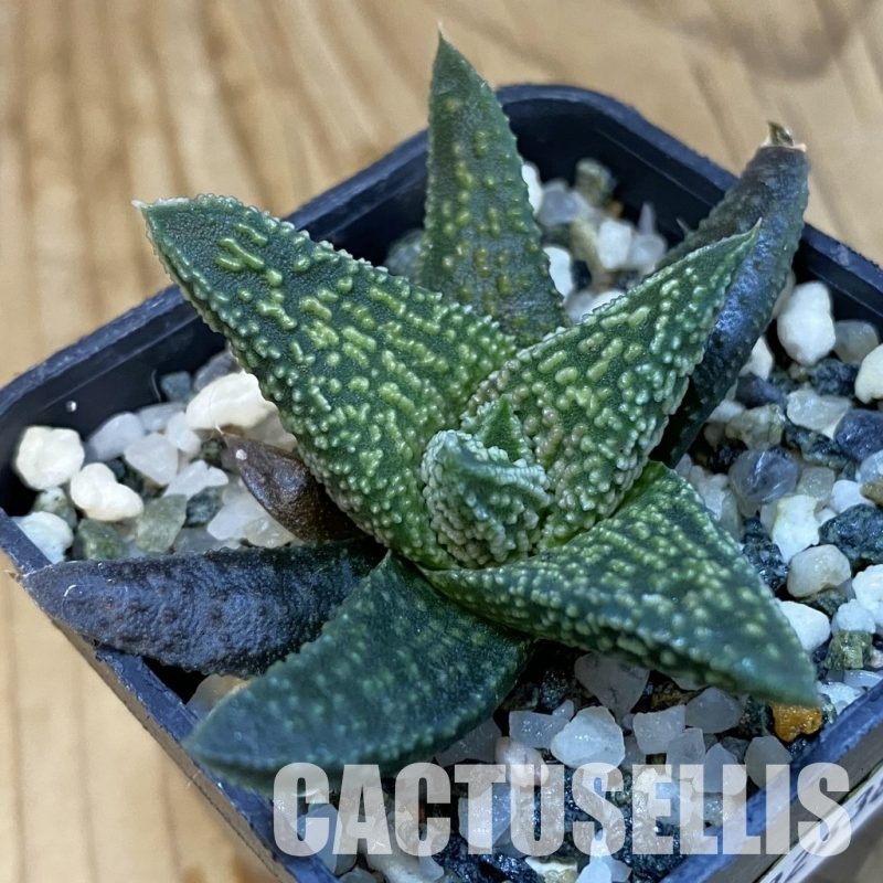 SH32638 Haworthia minima x 'Kintaikyo'