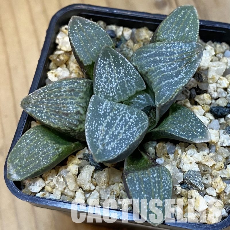 SH32639 Haworthia pygmaea v. argenteo-maculosa