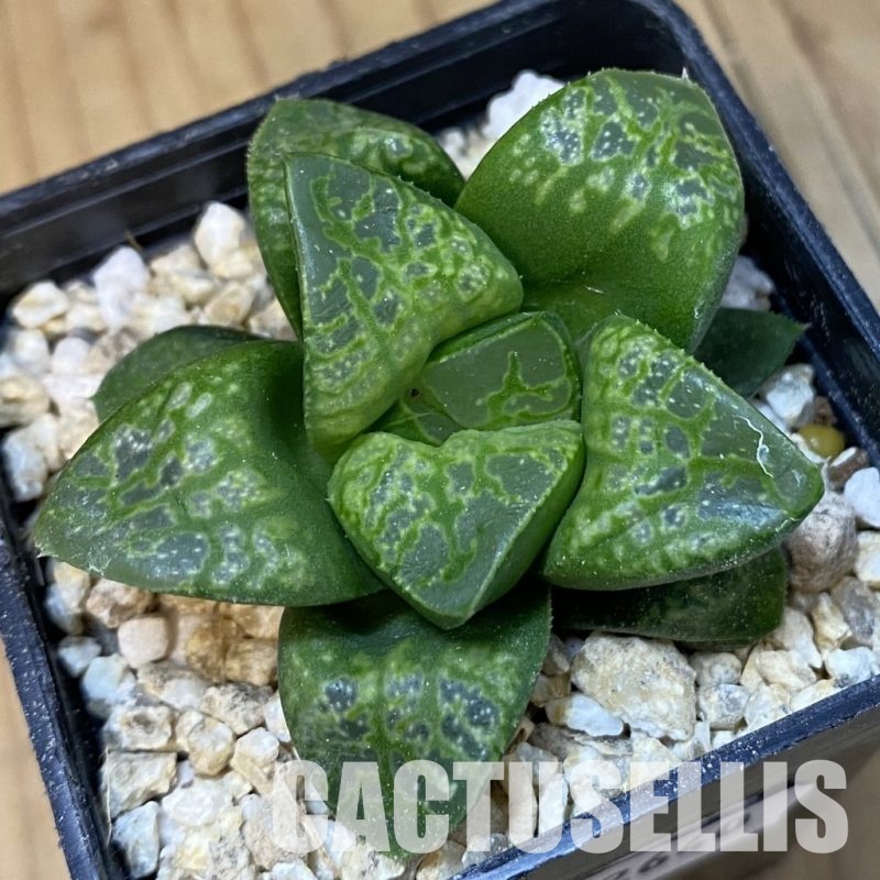 SH32640 Haworthia comptoniana 'Kamen Butokai'
