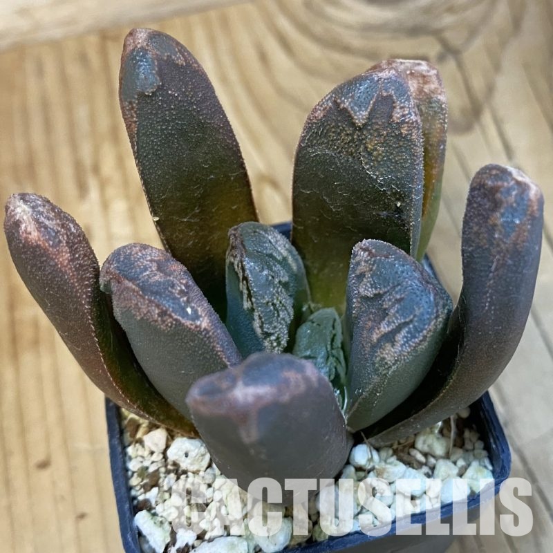 SH32641 Haworthia hybrid