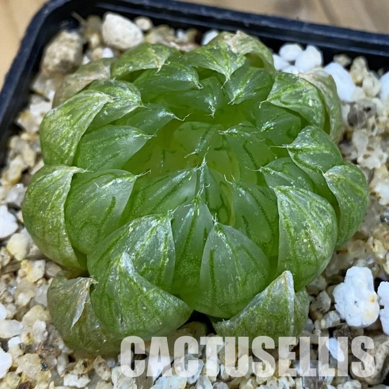 SH32642 Haworthia picta 'Sahara'