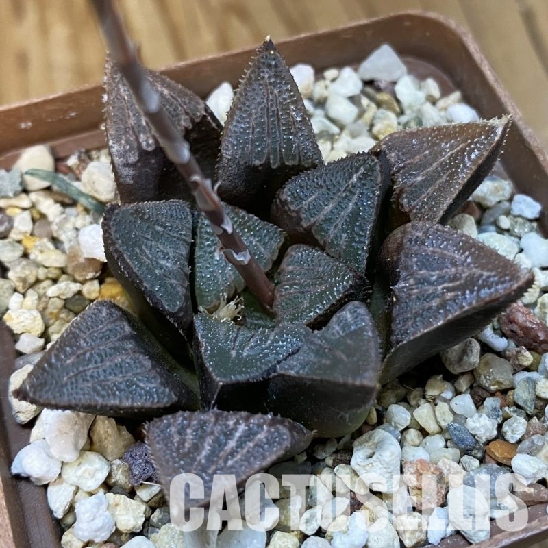 SH32643 Haworthia bayeri hybrid