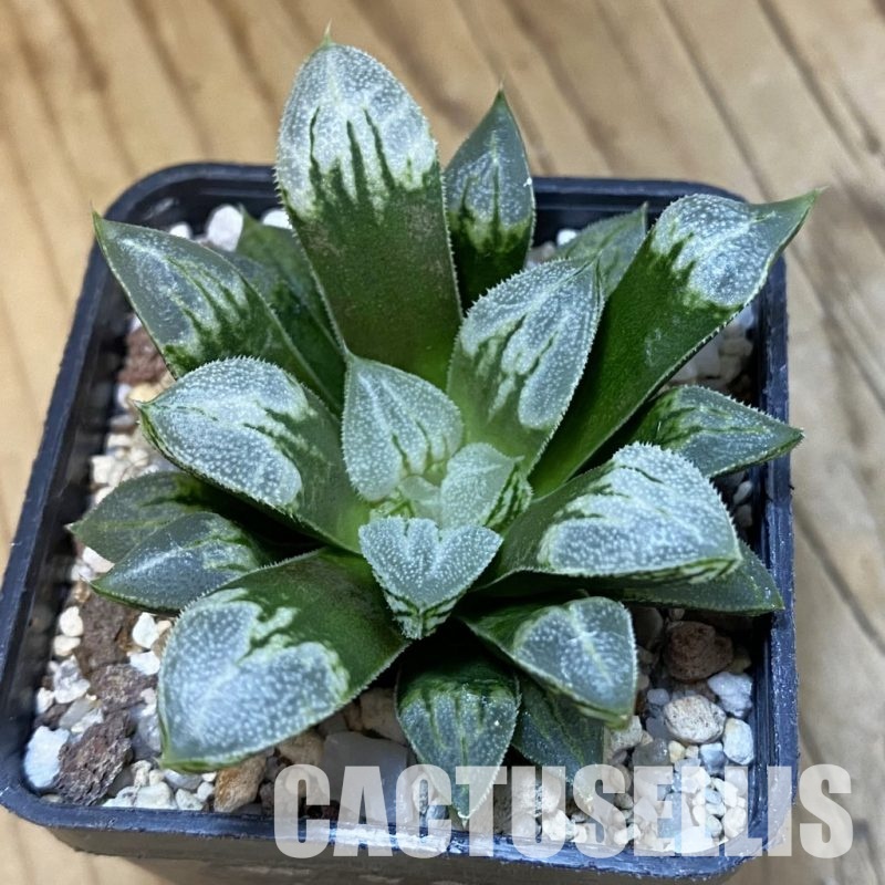 SH32644 Haworthia 'Love Heart'