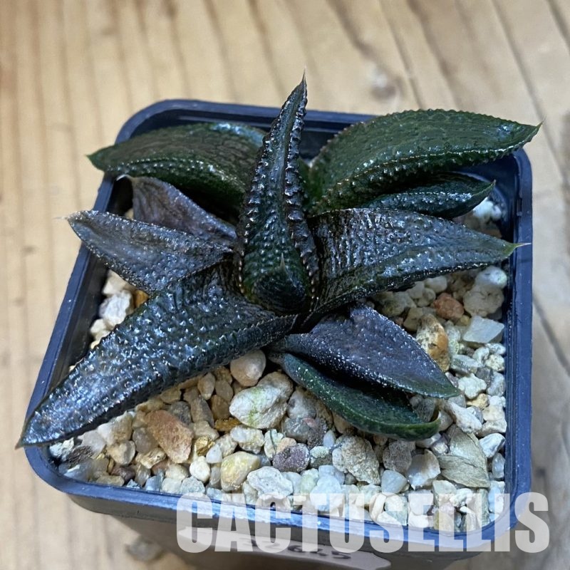 SH32645 Haworthia koelmaniorum