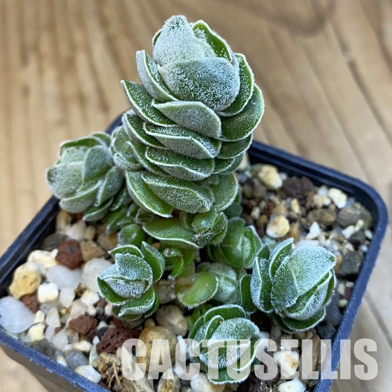 SH32646 Crassula 'Ivory Pagoda'