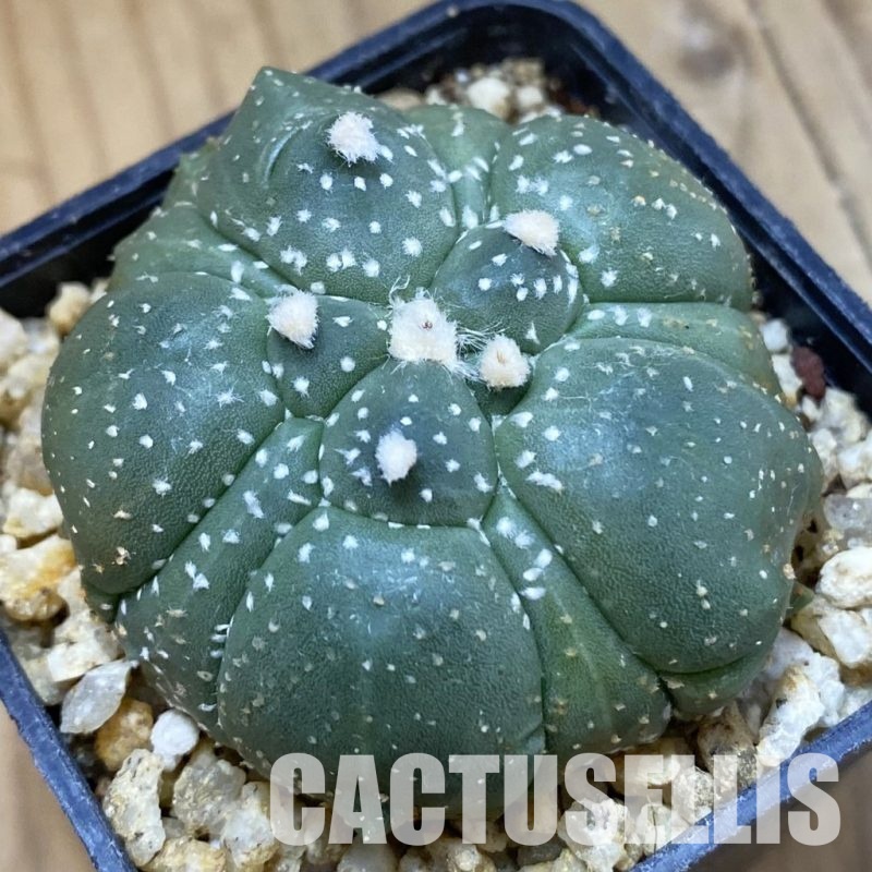 SH32596 Astrophytum asterias ‘Kikko’, 5-ribs