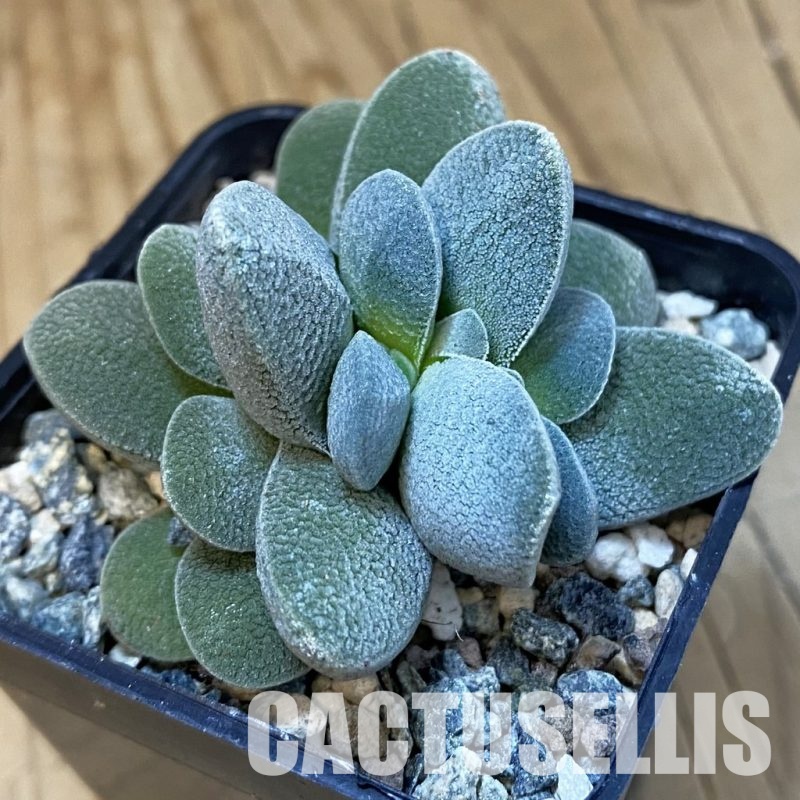SH32647 Crassula tecta