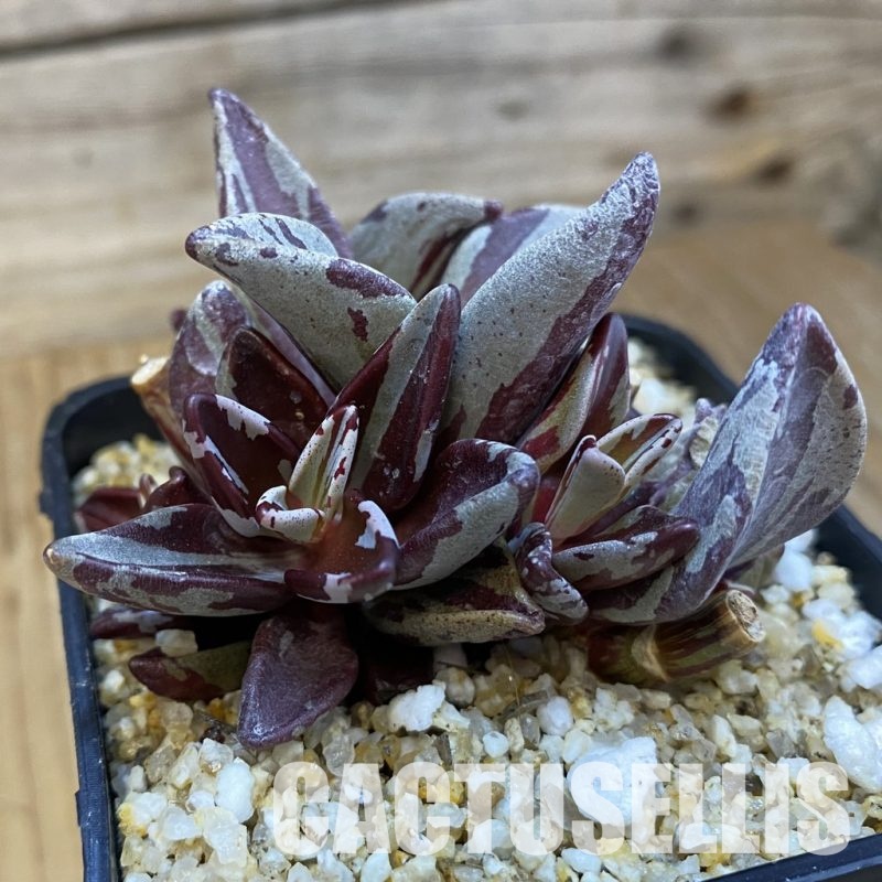 SH32648 Lenophyllum guttatum f. variegata