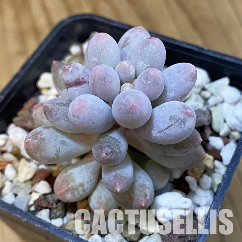 SH32649 Pachyphytum 'Baby Finger'